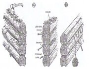 Виды конопатки для сруба